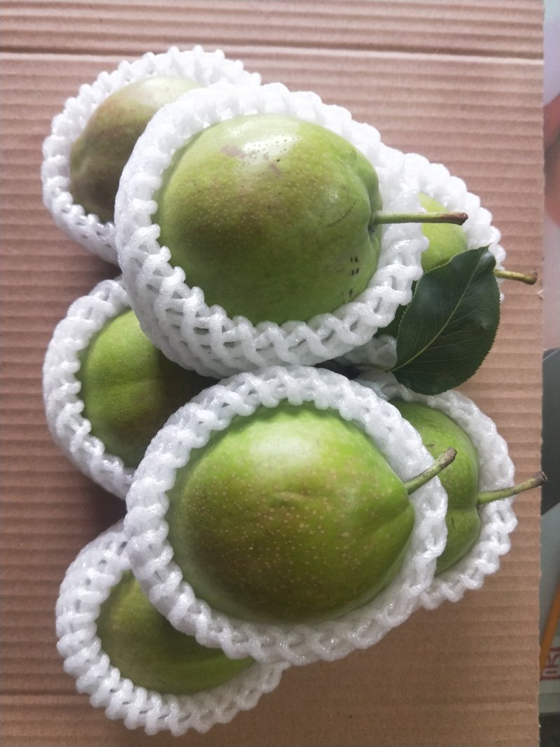 新梨七号电商货，光果梨