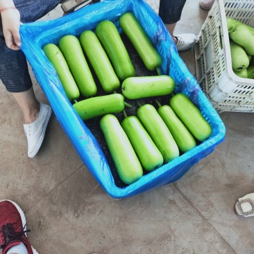 河北邯郸基地弧瓜上市中，产地直销量大从优保质保量