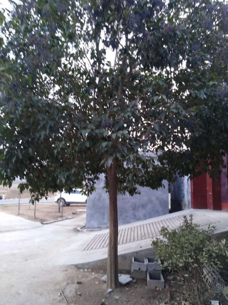河南精品大叶女贞丛生女贞产地直供量3公分--25公分