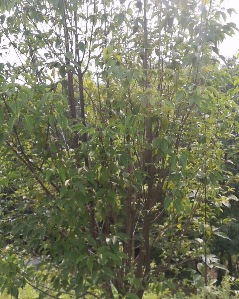河南精品大叶女贞丛生女贞产地直供量3公分--25公分