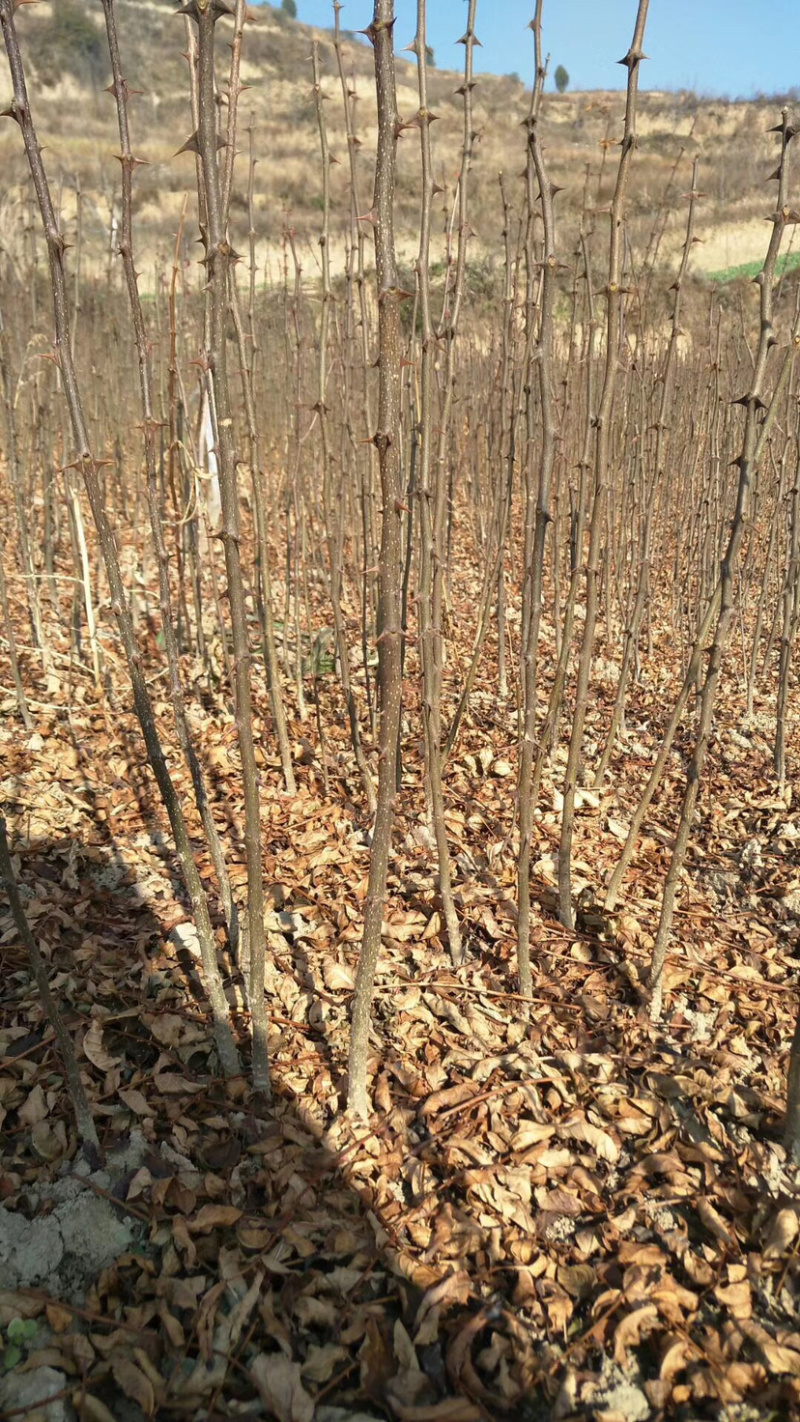 大红袍花椒苗油椒花椒苗，六月红花椒苗，大红袍花椒种子