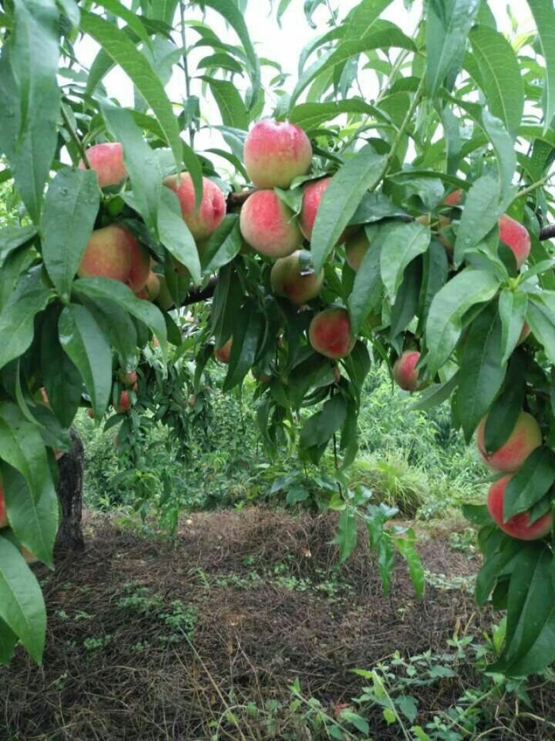 金魁，世纪之星，36-5，金秋红蜜，珍珠早油，明月油蟠，