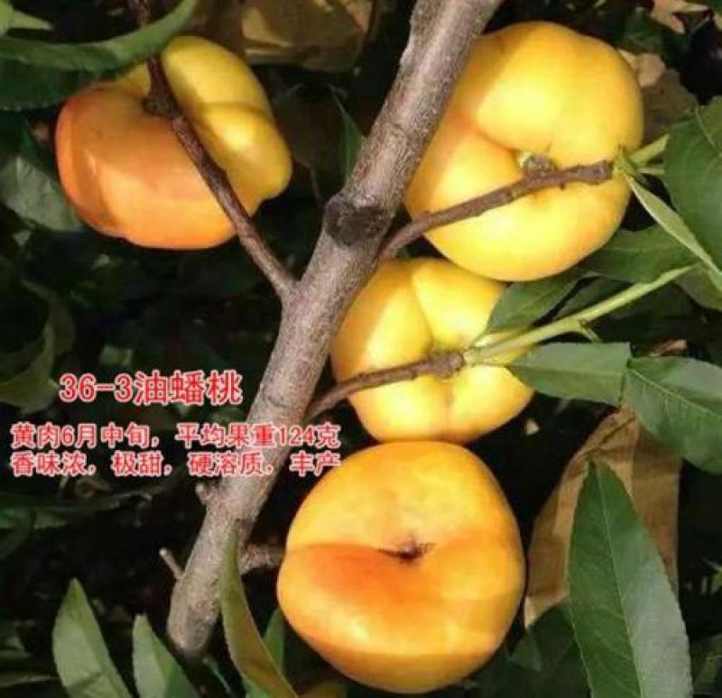 金魁，世纪之星，36-5，金秋红蜜，珍珠早油，明月油蟠，