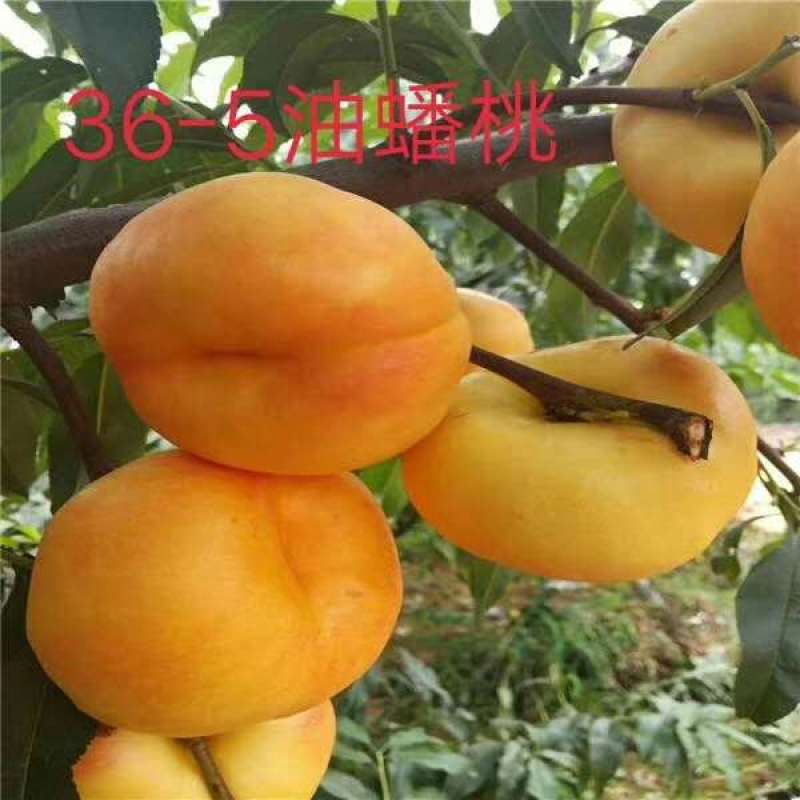 金魁，世纪之星，36-5，金秋红蜜，珍珠早油，明月油蟠，