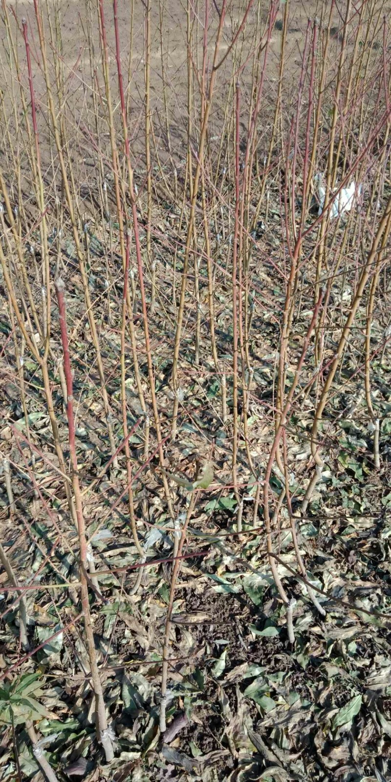 金魁，世纪之星，36-5，金秋红蜜，珍珠早油，明月油蟠，