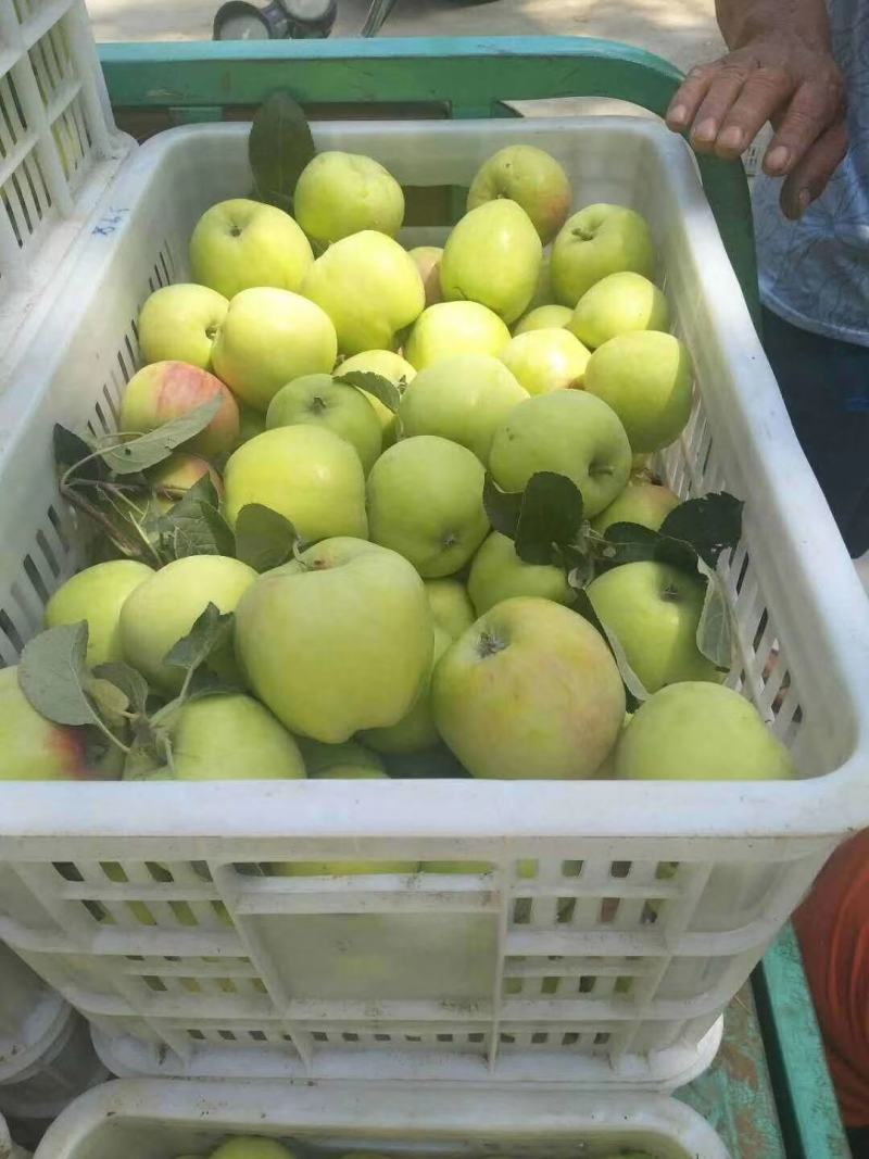 山东明月苹果黄金帅苹果基地直销，产地一手货源，个头大
