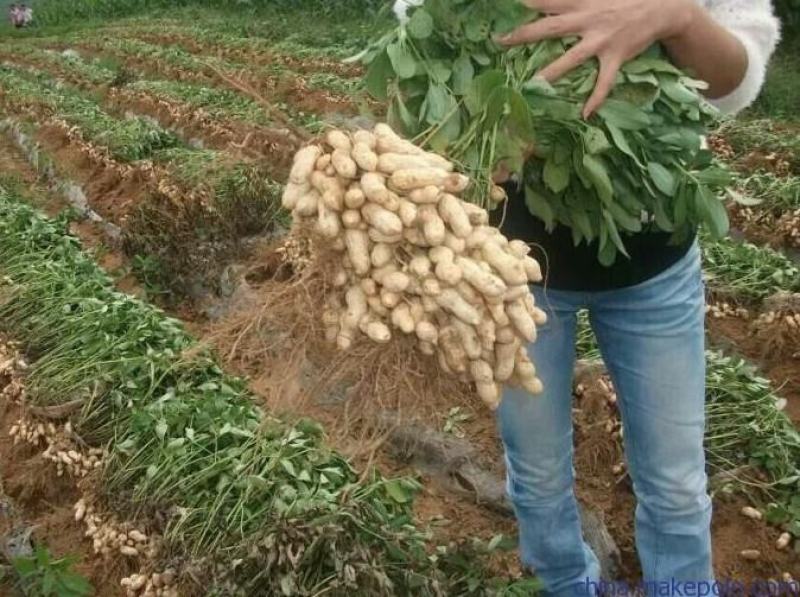 包邮山东农家自种带壳花生，红皮花生，花生种子，大花生