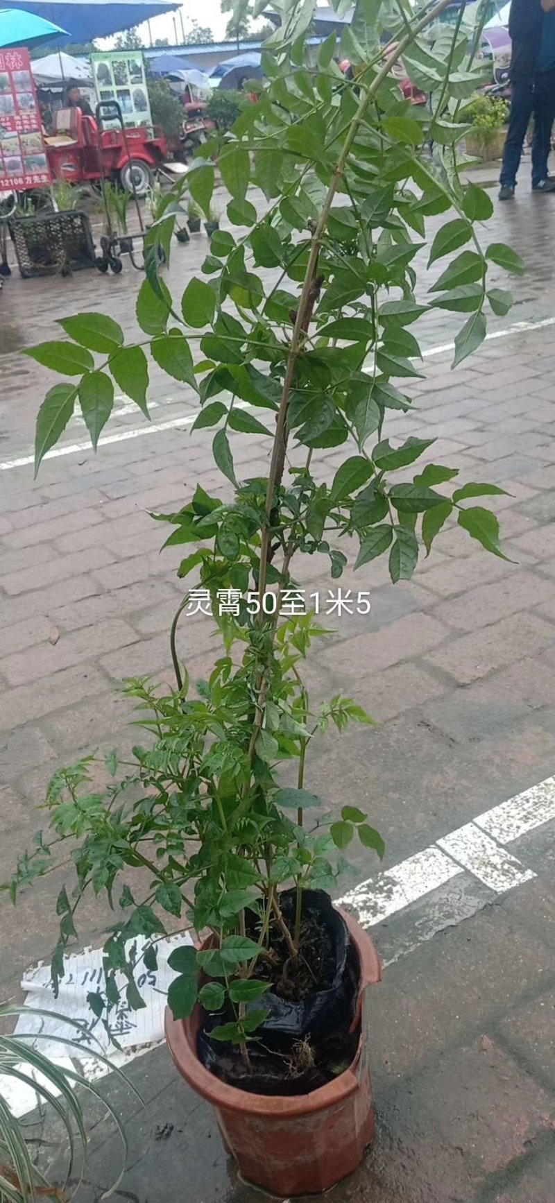 凌霄花杯苗高度30公分-2米数量多，规格齐全