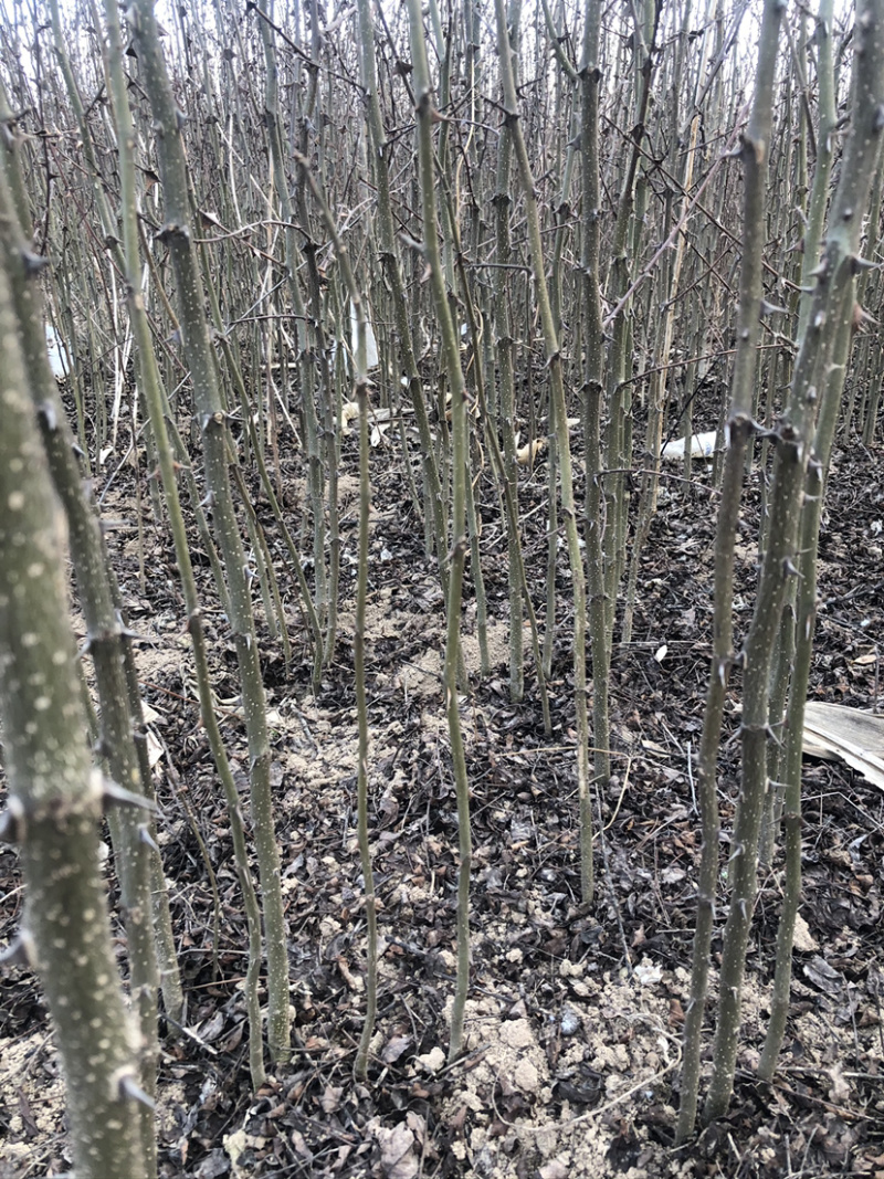 原生大红袍花椒苗油椒苗狮子头花椒苗黄盖大红袍花椒苗