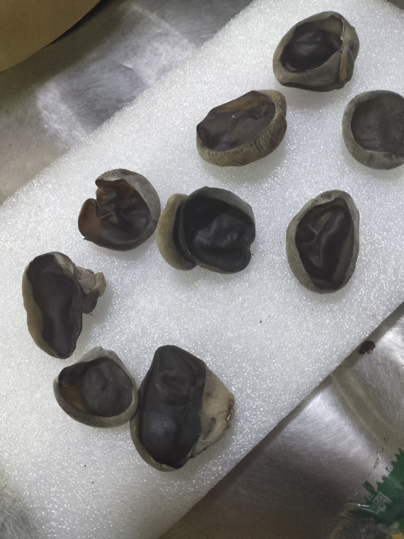 小兴安岭林都伊春头茬黑木耳，秋木耳，朵厚，肉弹产地直销