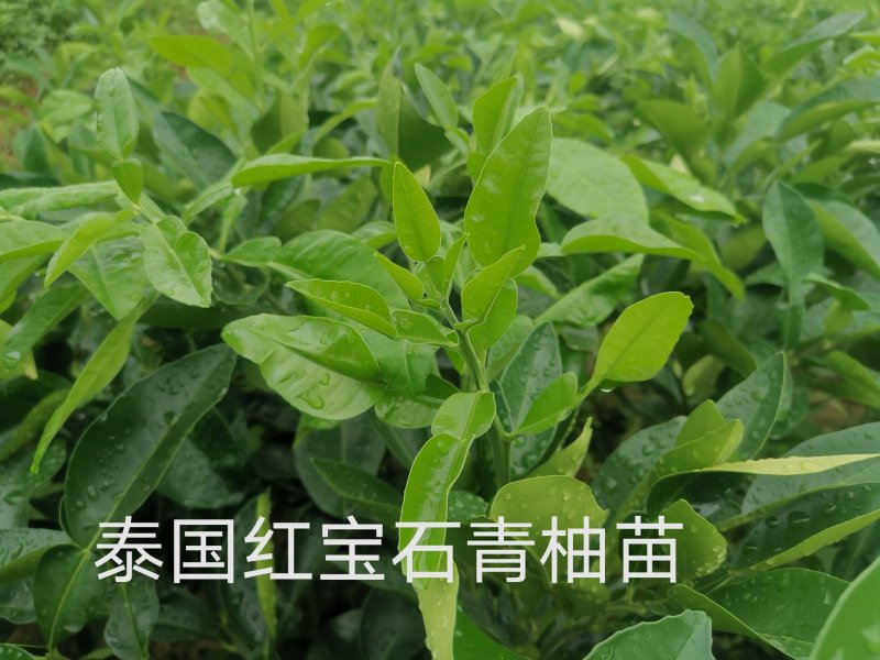 泰国红宝石青柚苗基地直供品种纯正可签合同