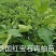 泰国红宝石青柚苗基地直供品种纯正可签合同