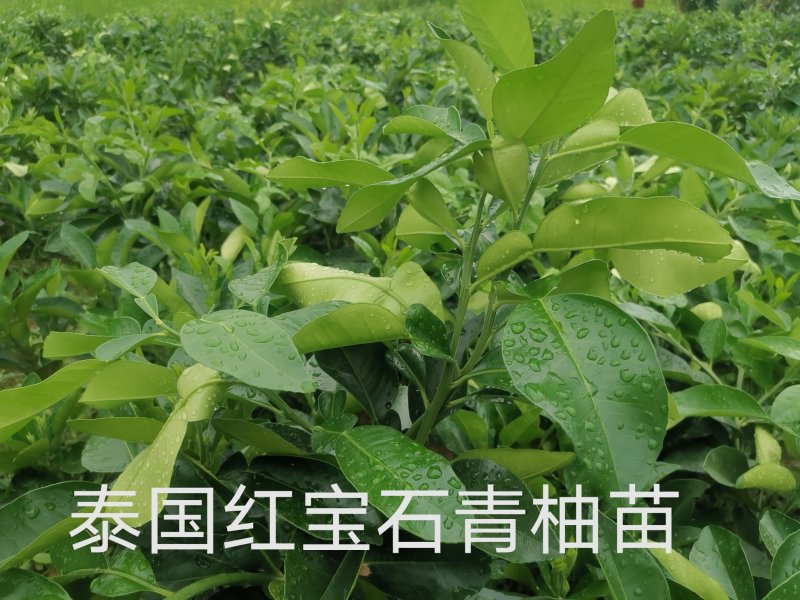 泰国红宝石青柚苗基地直供品种纯正可签合同
