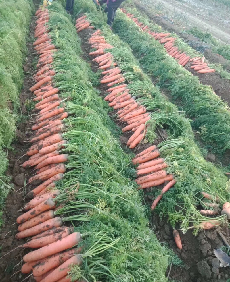 胡萝卜精品胡萝卜中条胡萝卜带泥胡萝卜