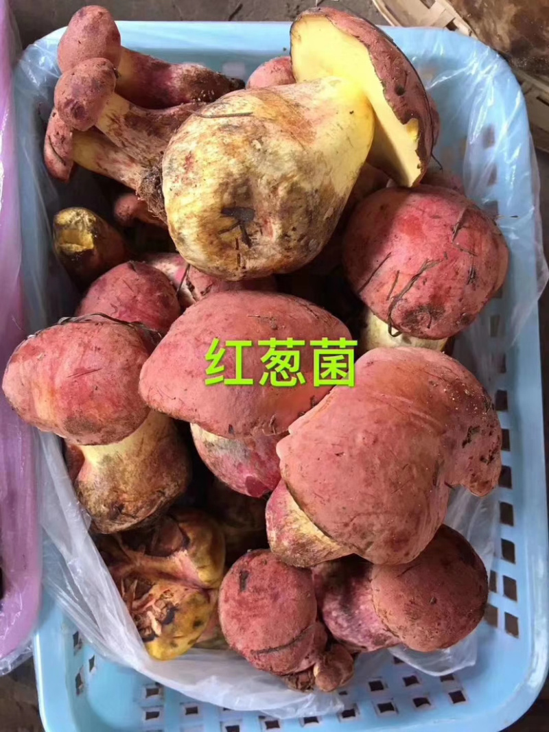 红葱菌白葱菌白葱菌粉菌见手青牛肝菌精品