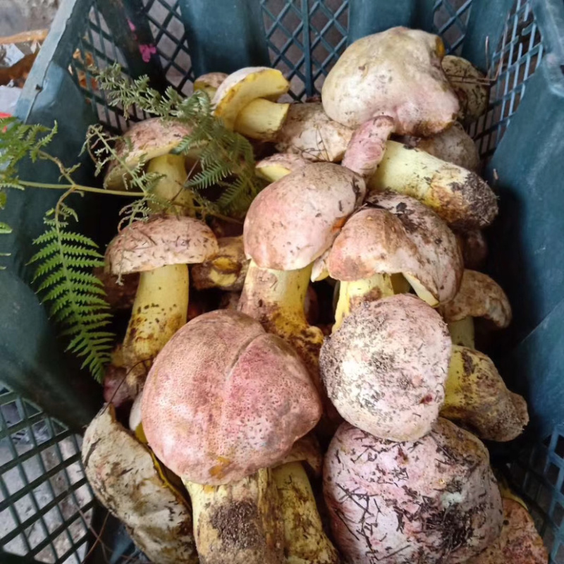 红葱菌白葱菌白葱菌粉菌见手青牛肝菌精品