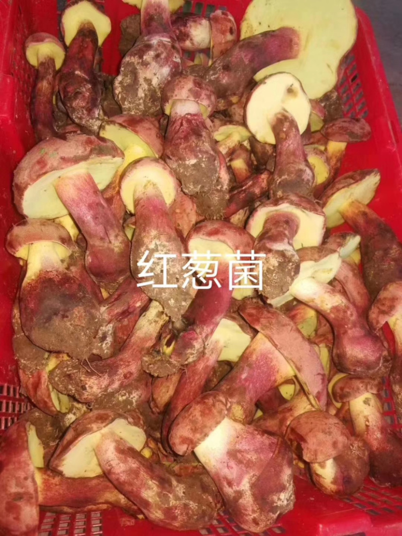 红葱菌白葱菌白葱菌粉菌见手青牛肝菌精品