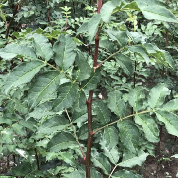 无刺花椒苗无刺五月梅花椒苗无刺六月红花椒苗