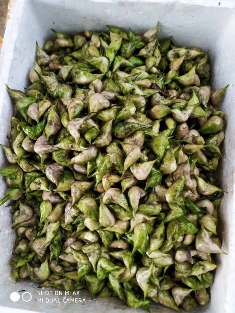 嫩菱角青菱角大菱角大别山牛角菱角弯菱角