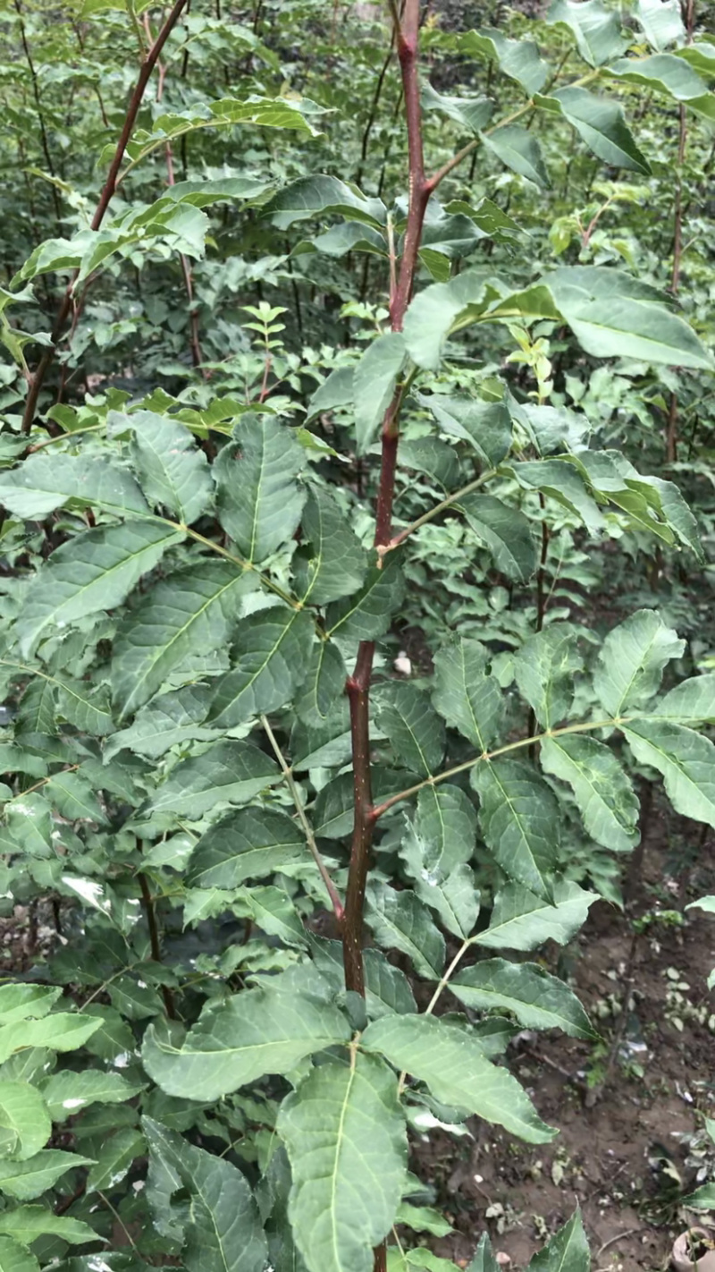 大红袍花椒苗接穗、嫁接枝条