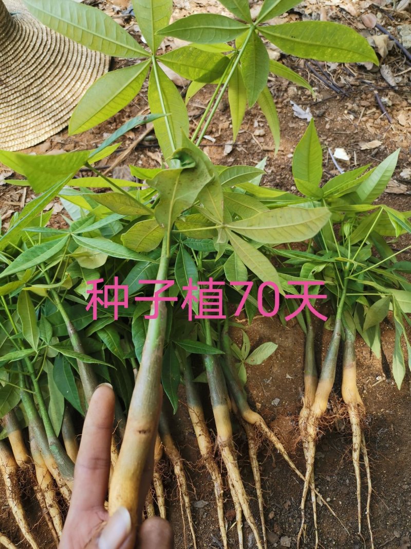 发财树苗发财树种子包邮附加种植技术