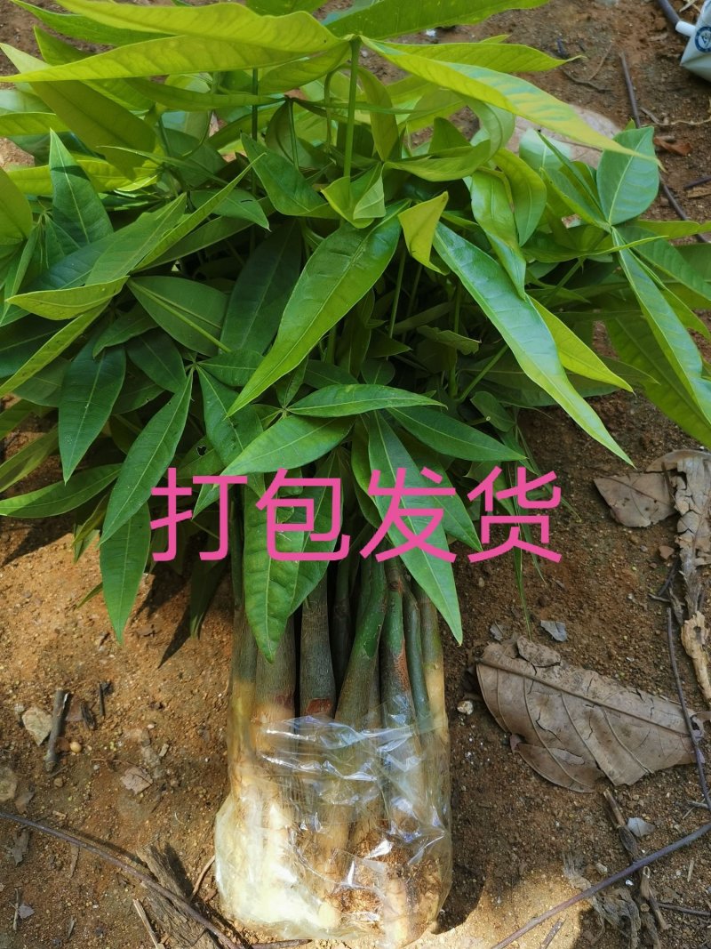 发财树苗发财树种子包邮附加种植技术