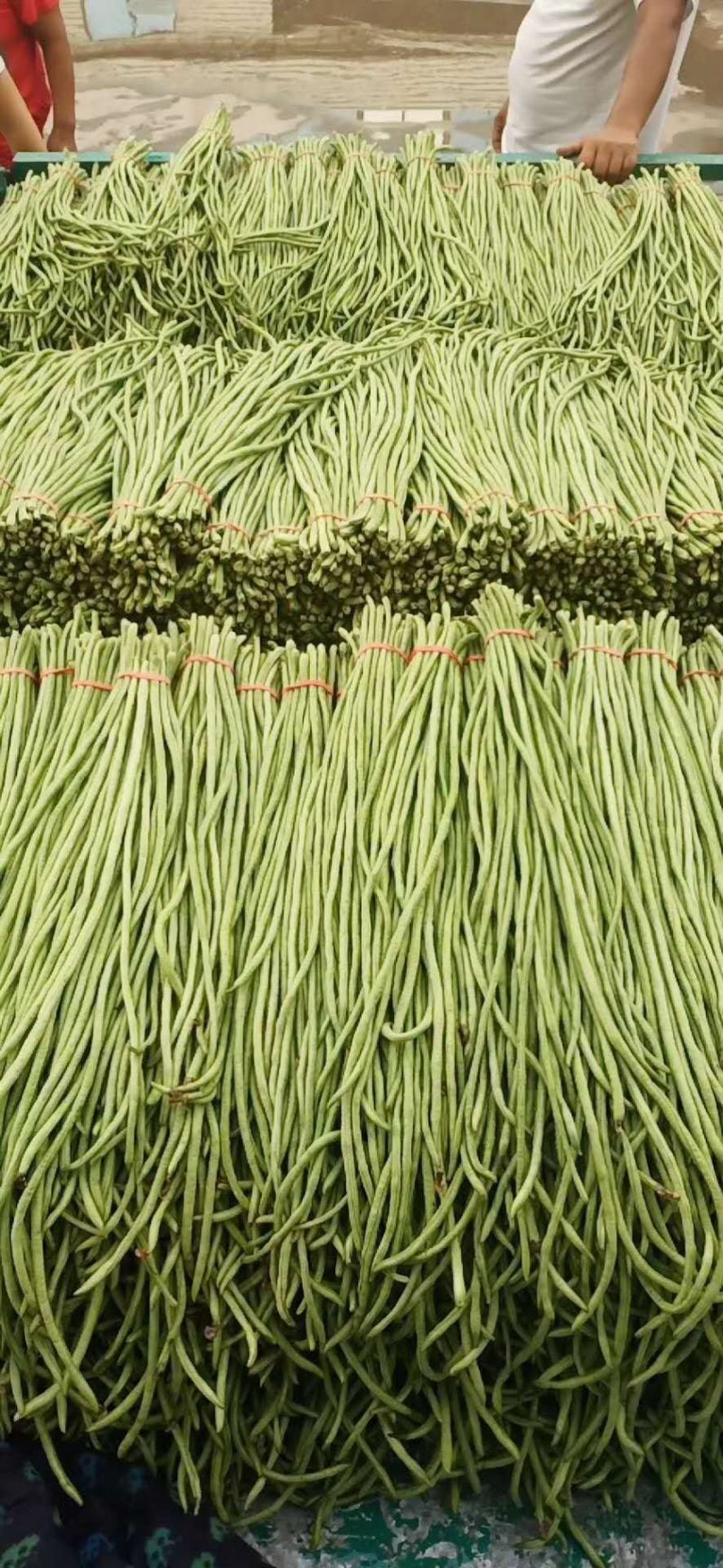 豇豆长豆角可哄超市质量一级