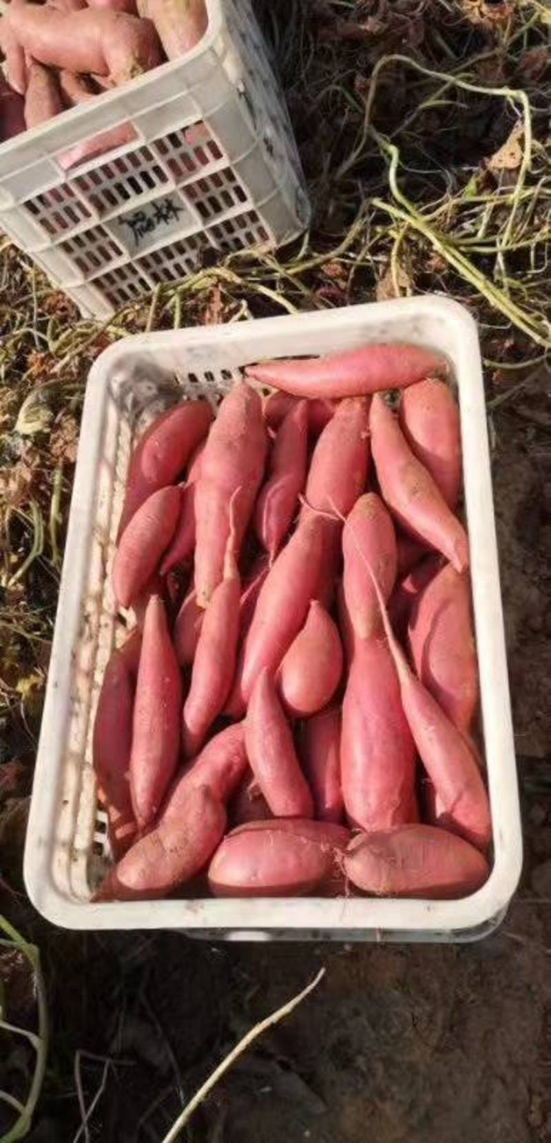 精品西瓜红红薯唐山特产，产地直发批发零售量大从优