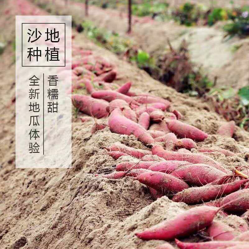 海南西瓜红地瓜，西瓜红红薯大量上市电商货代办