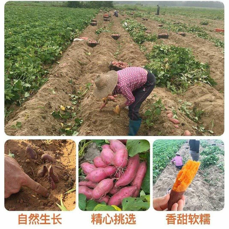 海南西瓜红地瓜，西瓜红红薯大量上市电商货代办