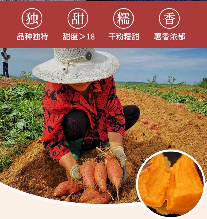海南西瓜红地瓜，西瓜红红薯大量上市电商货代办