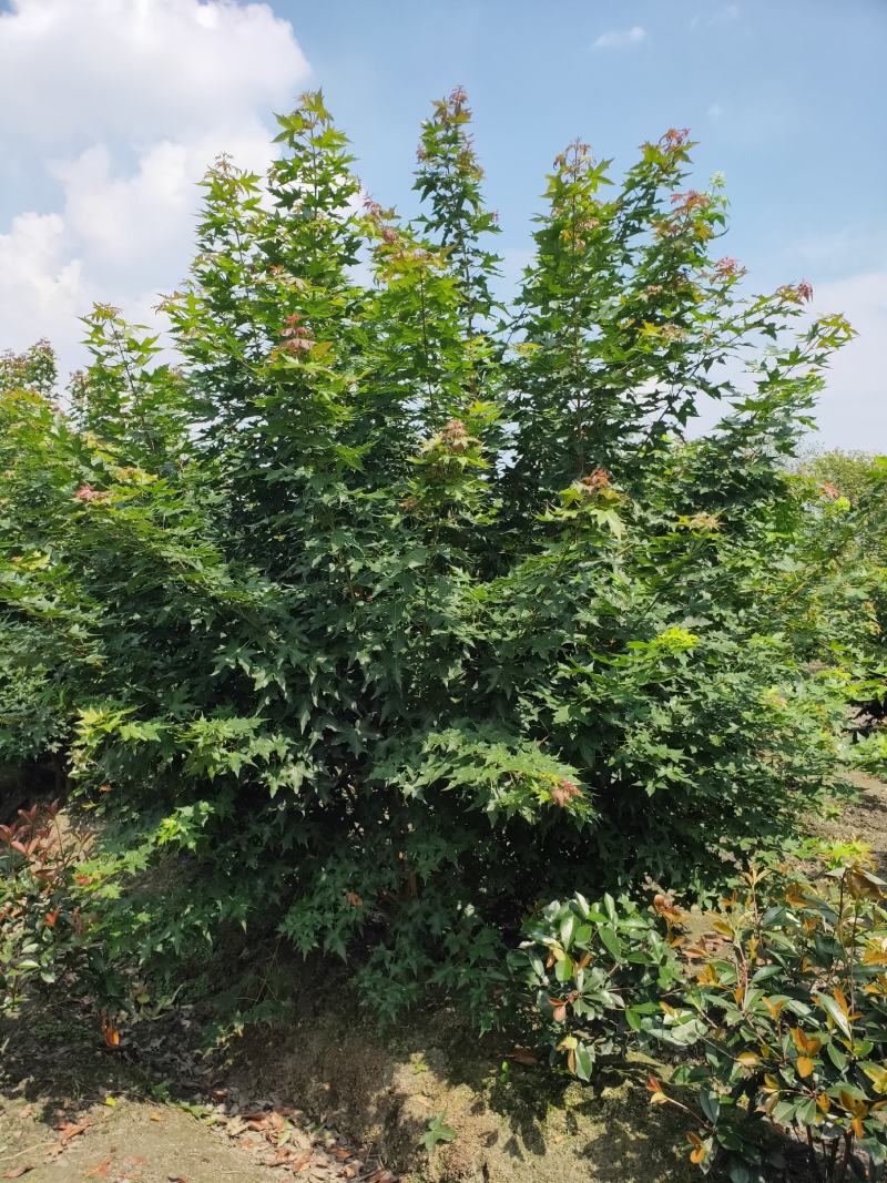 温江枫锦园林场，元宝枫，绿叶树秋天金黄色，很漂亮