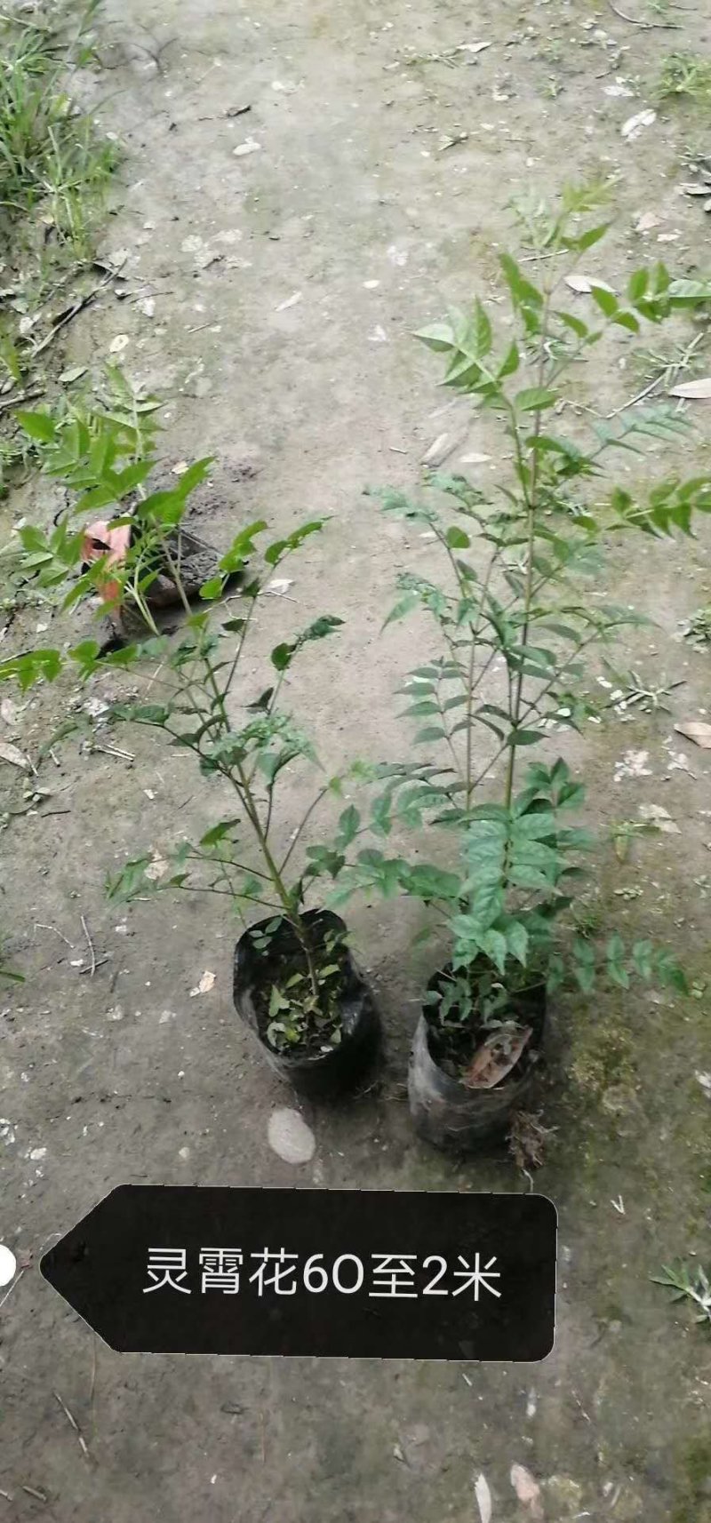 凌霄花基地，精品凌霄花。