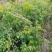 凌霄花基地，精品凌霄花。