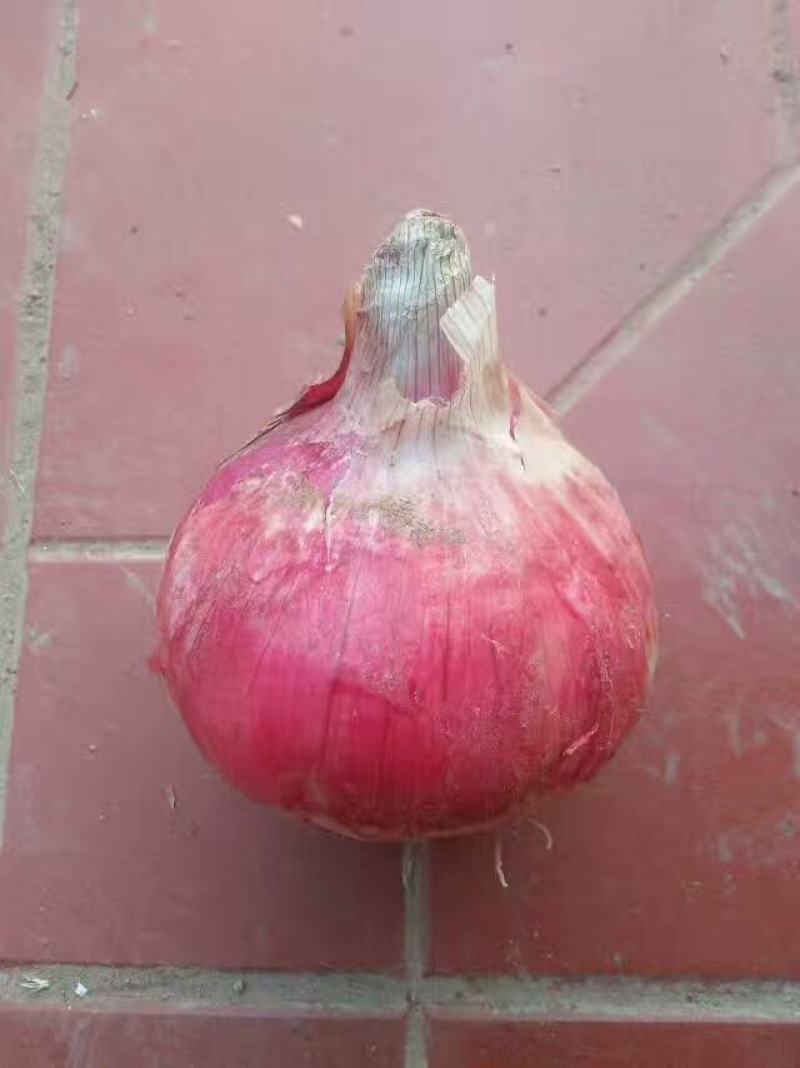 优质洋葱山西产地直销红皮洋葱量大价优