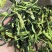 黄瓜干黄瓜条黄瓜片新货加糖的