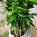 芒果树四季芒果苗杯种苗