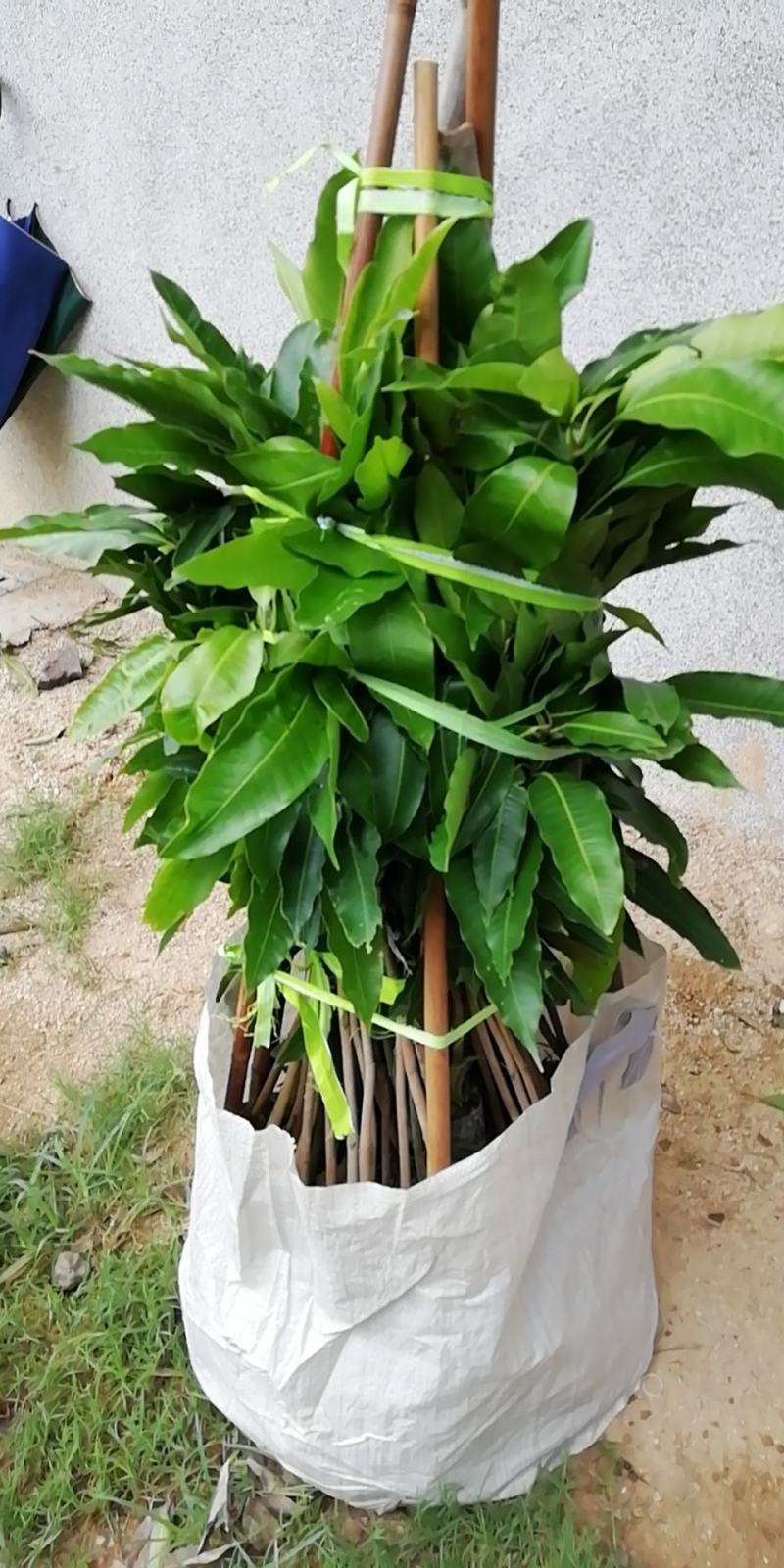 芒果树四季芒果苗杯种苗