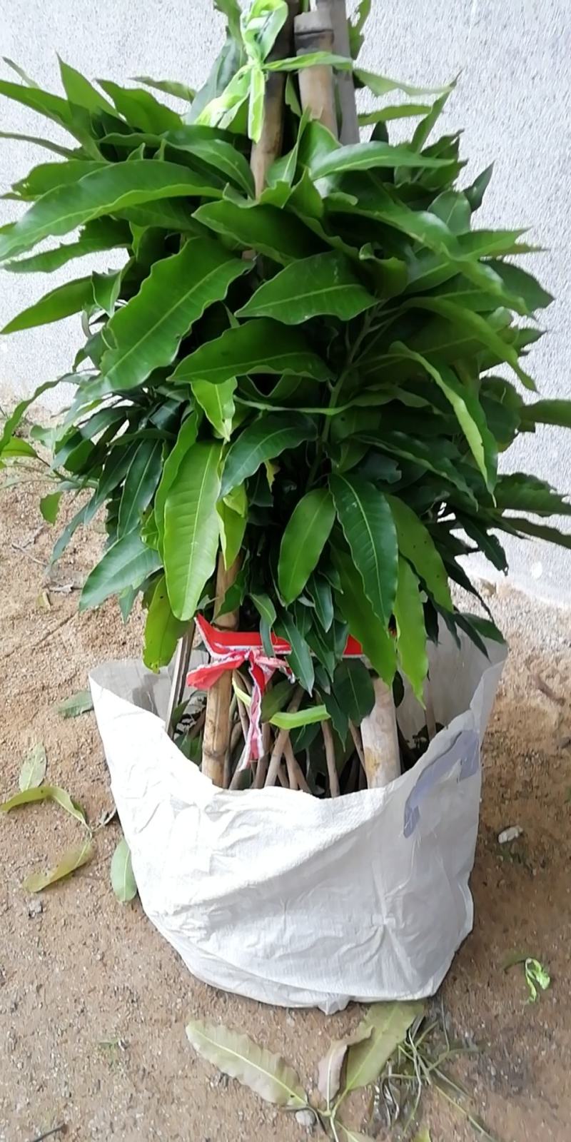 芒果树四季芒果苗杯种苗