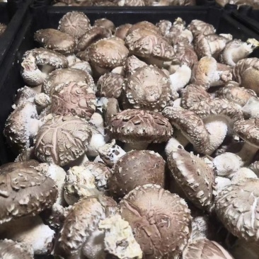 用香菇的老板联系我量大的老板大单