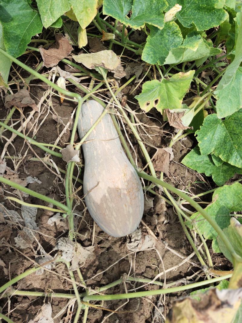 南瓜，全红早熟王中王，个头均匀