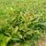 大量供应油茶小苗500万