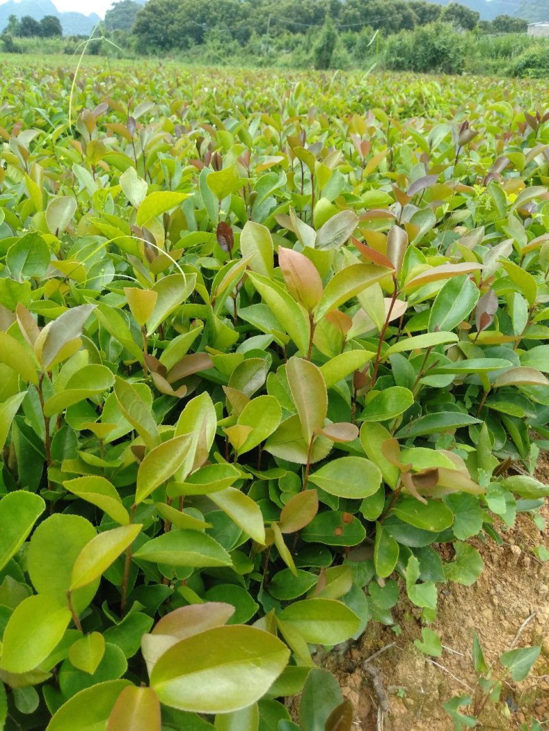 大量供应油茶小苗500万