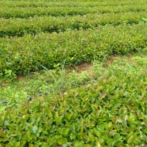 大量供应油茶小苗500万