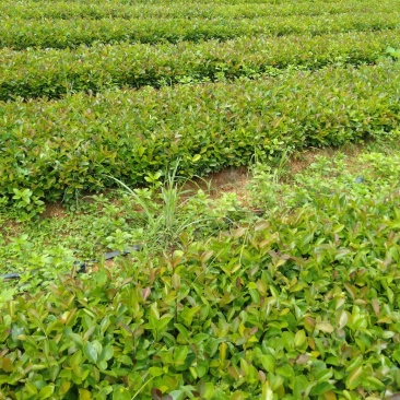 大量供应油茶小苗500万