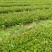 大量供应油茶小苗500万