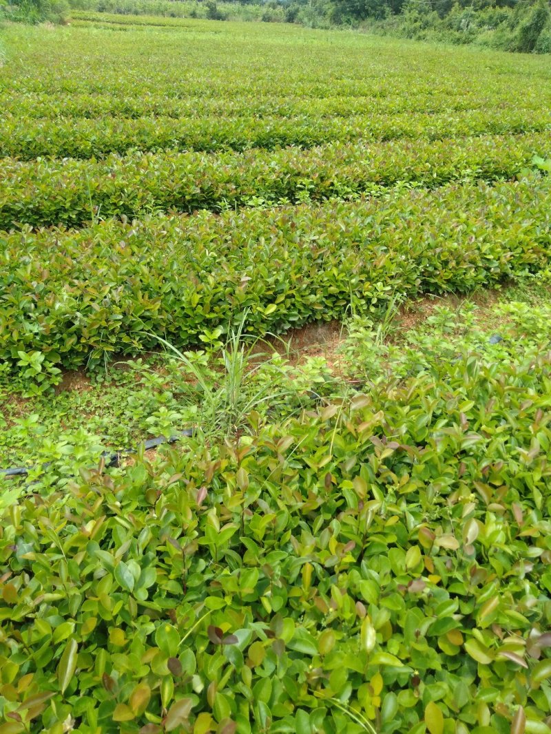大量供应油茶小苗500万