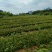 大量供应油茶小苗500万
