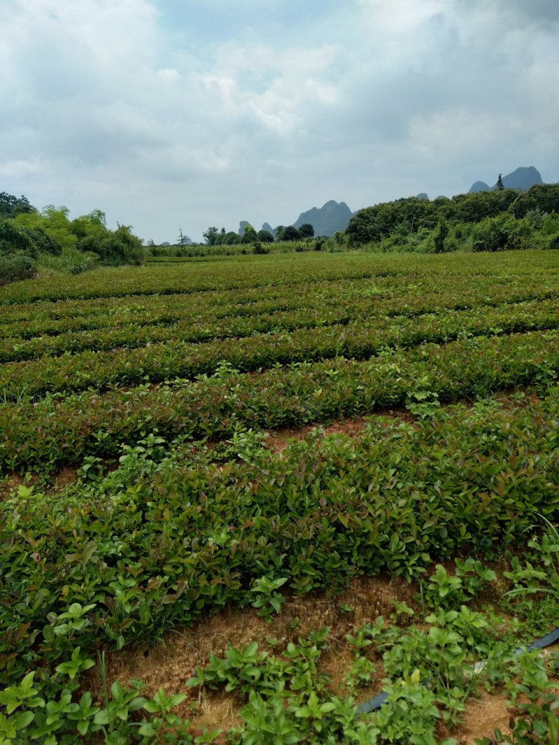 大量供应油茶小苗500万
