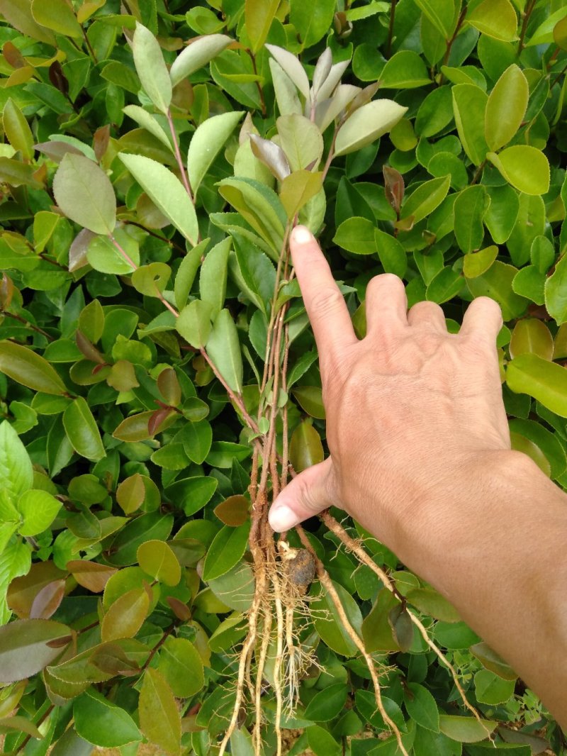 大量供应油茶小苗500万